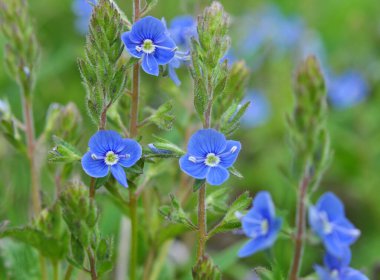 Baharda, Veronica Chamaedrys vahşi doğada çiçek açar.