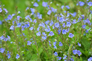 Baharda, Veronica Chamaedrys vahşi doğada çiçek açar.