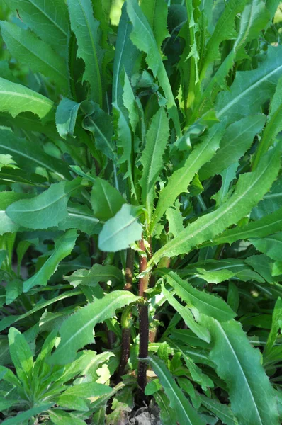 Yazın doğada yetişir Lactuca serriola