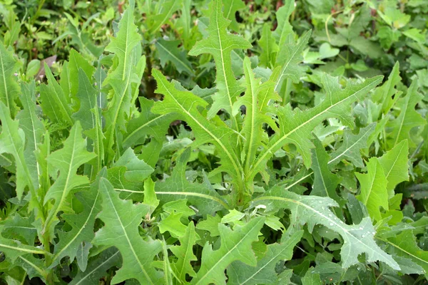 Yazın doğada yetişir Lactuca serriola