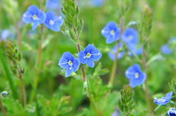 Primavera Verónica Chamaedrys Florece Naturaleza — Foto de Stock