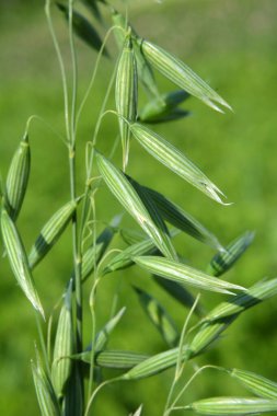 Yeşil bir tarlada Yulaf başakları yakın