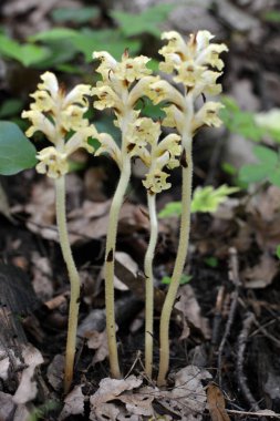 Orobanche parazit bitkisi doğada yetişir.