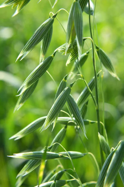 In a field of green spikelets of oats close up