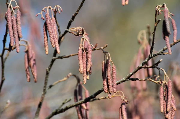 Ветке Черной Ольхи Alnus Glutinosa Висят Соцветия Сережек — стоковое фото