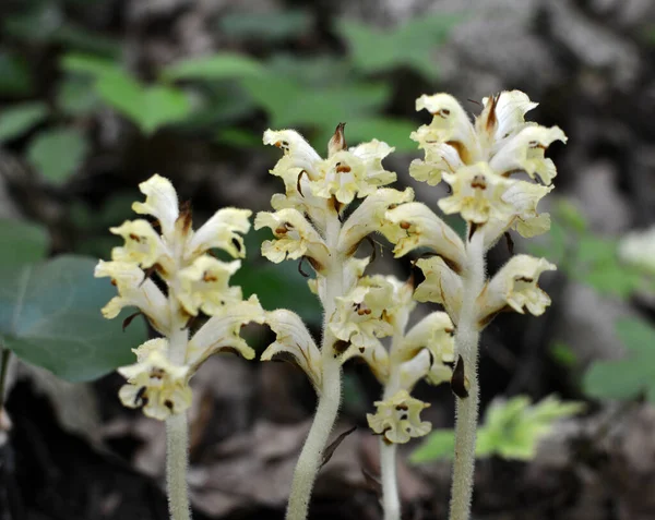 Orobanche parazit bitkisi doğada yetişir.
