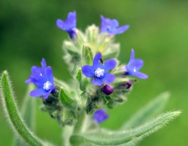 Anchusa çayırda vahşi doğada çiçek açar.