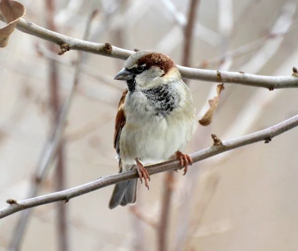 Serçesi Passer Domesticus Vahşi Doğada Bir Dalda Bulunur — Stok fotoğraf