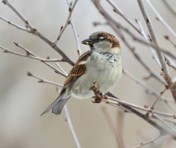 Moineau Domestique Passer Domesticus Est Assis Sur Une Branche Dans — Photo