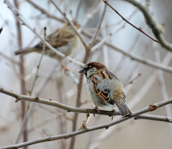 Serçesi Passer Domesticus Vahşi Doğada Bir Dalda Bulunur — Stok fotoğraf