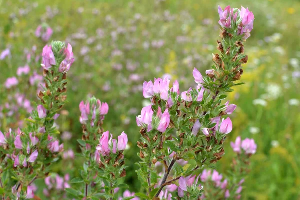 Ononis Spinosa Grows Grasses Wild — Stock Photo, Image