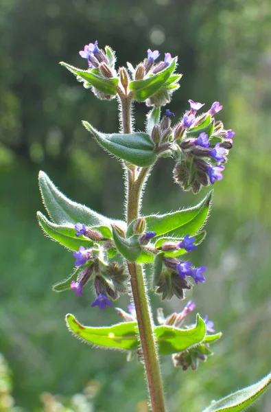 Anchusa Blooms Wild Meadow — Stock Photo, Image