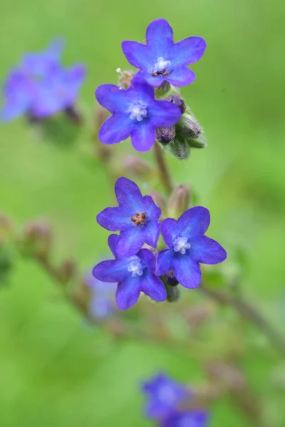 Anchusa Floresce Natureza Prado — Fotografia de Stock