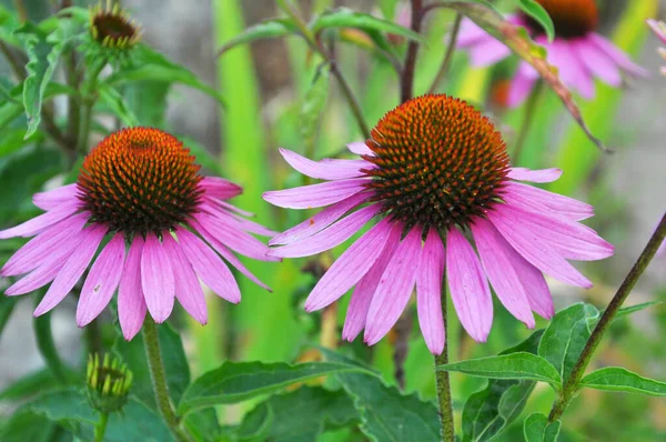 Kwitną Przyrodzie Wieloletnia Roślina Rodziny Astry Echinacea Purpurea — Zdjęcie stockowe