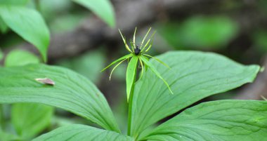 İlkbaharda ormandaki vahşi Paris kuadrifolisi çiçek açar.
