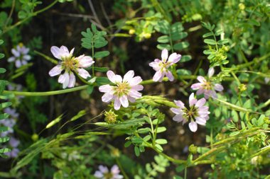 Doğada, Securigera varia yabani otlarda yetişir.
