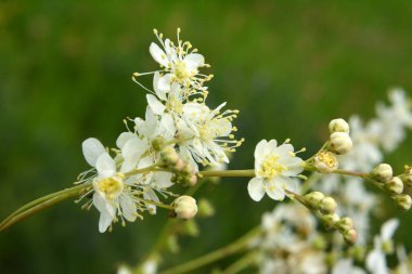 Vahşi doğada, Filipendula otların arasındaki çayırda çiçek açar.