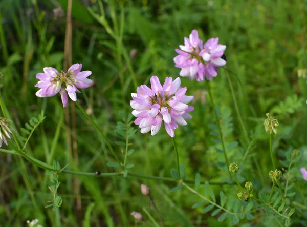 Nature Securigera Varia Grows Wild Grasses — Stock Photo, Image