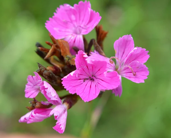 In the wild, carnation (Dianthus) blooms among herbs