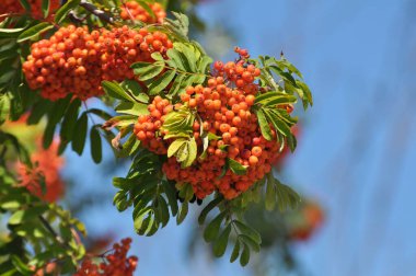 Doğada, Rowan 'ın bir dalında sıradan (Sorbus aucuparia) olgun meyveler
