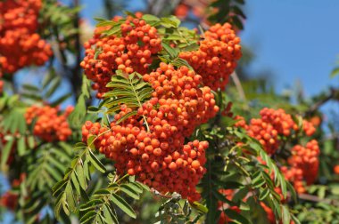 Doğada, Rowan 'ın bir dalında sıradan (Sorbus aucuparia) olgun meyveler