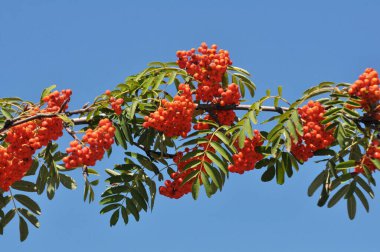 Doğada, Rowan 'ın bir dalında sıradan (Sorbus aucuparia) olgun meyveler