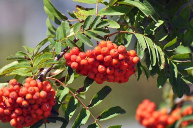Doğada, Rowan 'ın bir dalında sıradan (Sorbus aucuparia) olgun meyveler