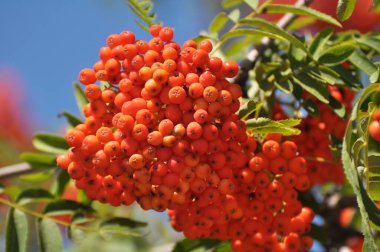 Doğada, Rowan 'ın bir dalında sıradan (Sorbus aucuparia) olgun meyveler