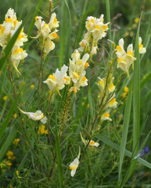 Linaria yabani otların arasında çiçek açar.