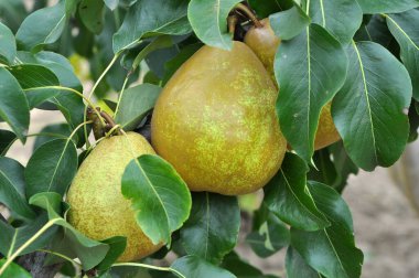 Meyve bahçesinde, armutlar ağaç dalında olgunlaşır..