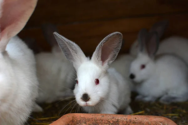 Кролики Калифорнийской Породы — стоковое фото
