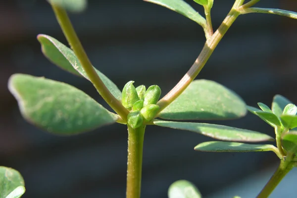 Doğada Toprakta Bir Yabani Gibi Purslane Yetişir Portulaca Oleracea — Stok fotoğraf