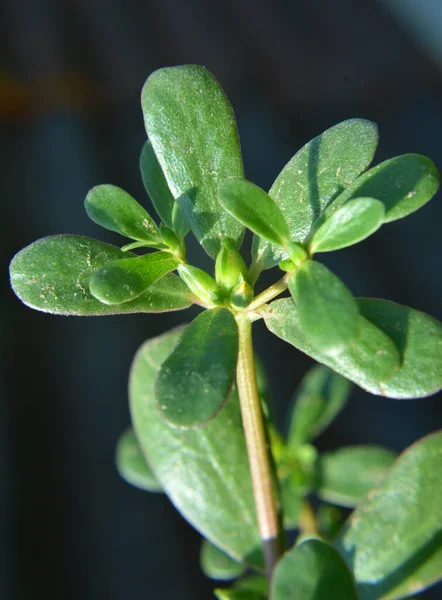 Natureza Solo Como Uma Erva Daninha Cresce Purslane Portulaca Oleracea — Fotografia de Stock