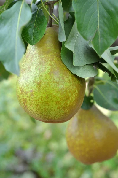 Orchard Pears Ripen Tree Branch — Stock Photo, Image