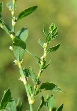 Baharda, yeşil çimenler Polygonum aviculare vahşi doğada yetişir
