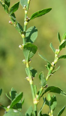 Baharda, yeşil çimenler Polygonum aviculare vahşi doğada yetişir
