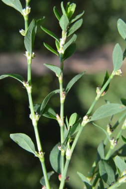 Baharda, yeşil çimenler Polygonum aviculare vahşi doğada yetişir