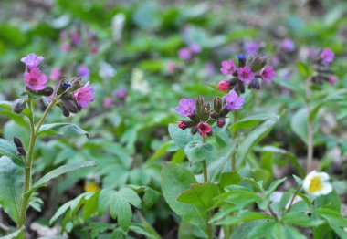 Erken bahar bitkisi ciğerotu (Pulmonaria obscura) vahşi ormanda çiçek açar