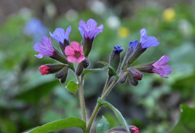 Erken bahar bitkisi ciğerotu (Pulmonaria obscura) vahşi ormanda çiçek açar