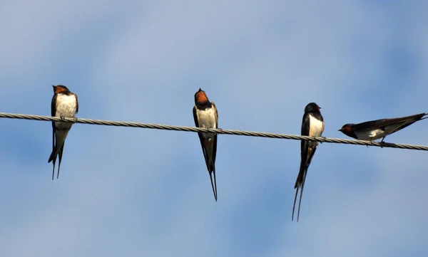 Mañana Anterior Cómo Volar Zona Más Cálidal Durante Unos Días — Foto de Stock