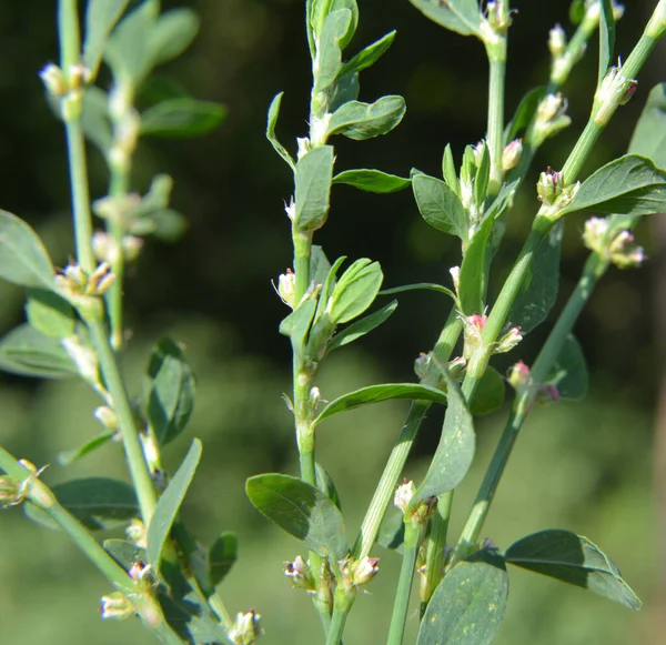 Την Άνοιξη Πράσινο Γρασίδι Polygonum Aviculare Μεγαλώνει Στην Άγρια Φύση — Φωτογραφία Αρχείου