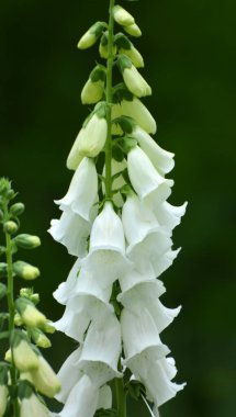 Yüksükotu (Digitalis) bir yaz bahçesinde çiçek açar.
