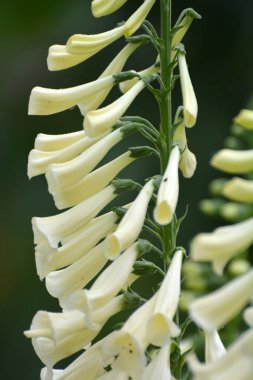 Yüksükotu (Digitalis) bir yaz bahçesinde çiçek açar.