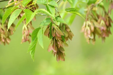 Akçaağaç (Acer negundo) doğada yetişir. 