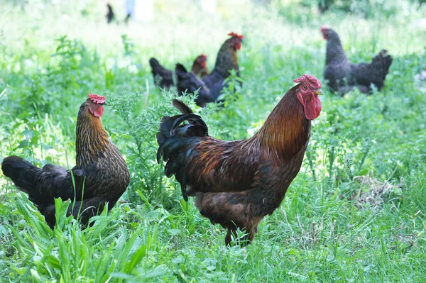 Poultry Chickens Rooster Rural Yard Stock Picture