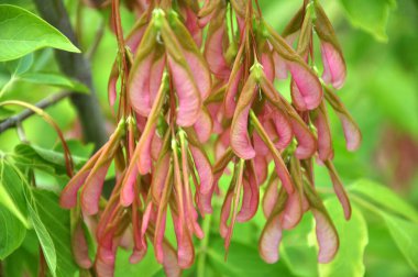 Akçaağaç (Acer negundo) doğada yetişir. 