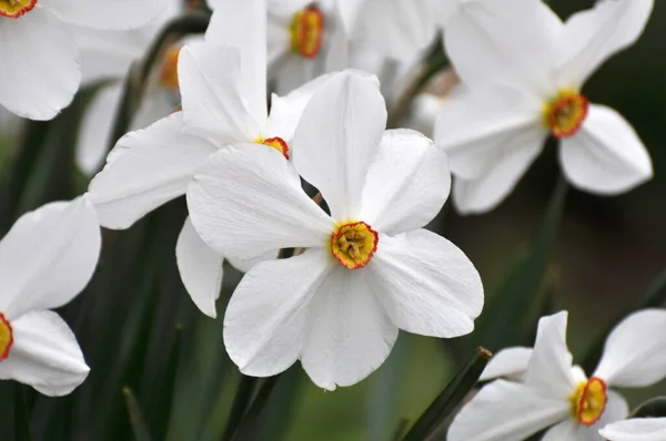 Primavera Narciso Narciso Floresce Canteiro Flores — Fotografia de Stock