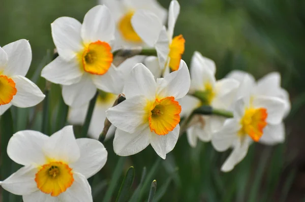 Весной Нарцисс Нарциссы Цветет Клумбе — стоковое фото