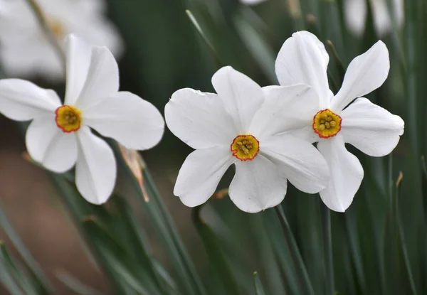 Lkbaharda Narsis Nergisler Çiçek Tarhında Açar — Stok fotoğraf