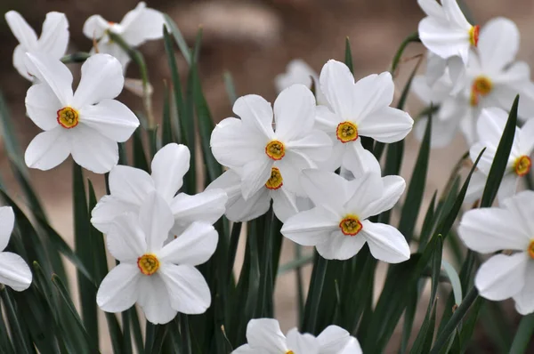 Primavera Los Narcisos Florecen Macizo Flores — Foto de Stock